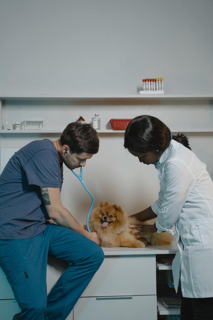 a-pomeranian-getting-a-veterinarian-check-up